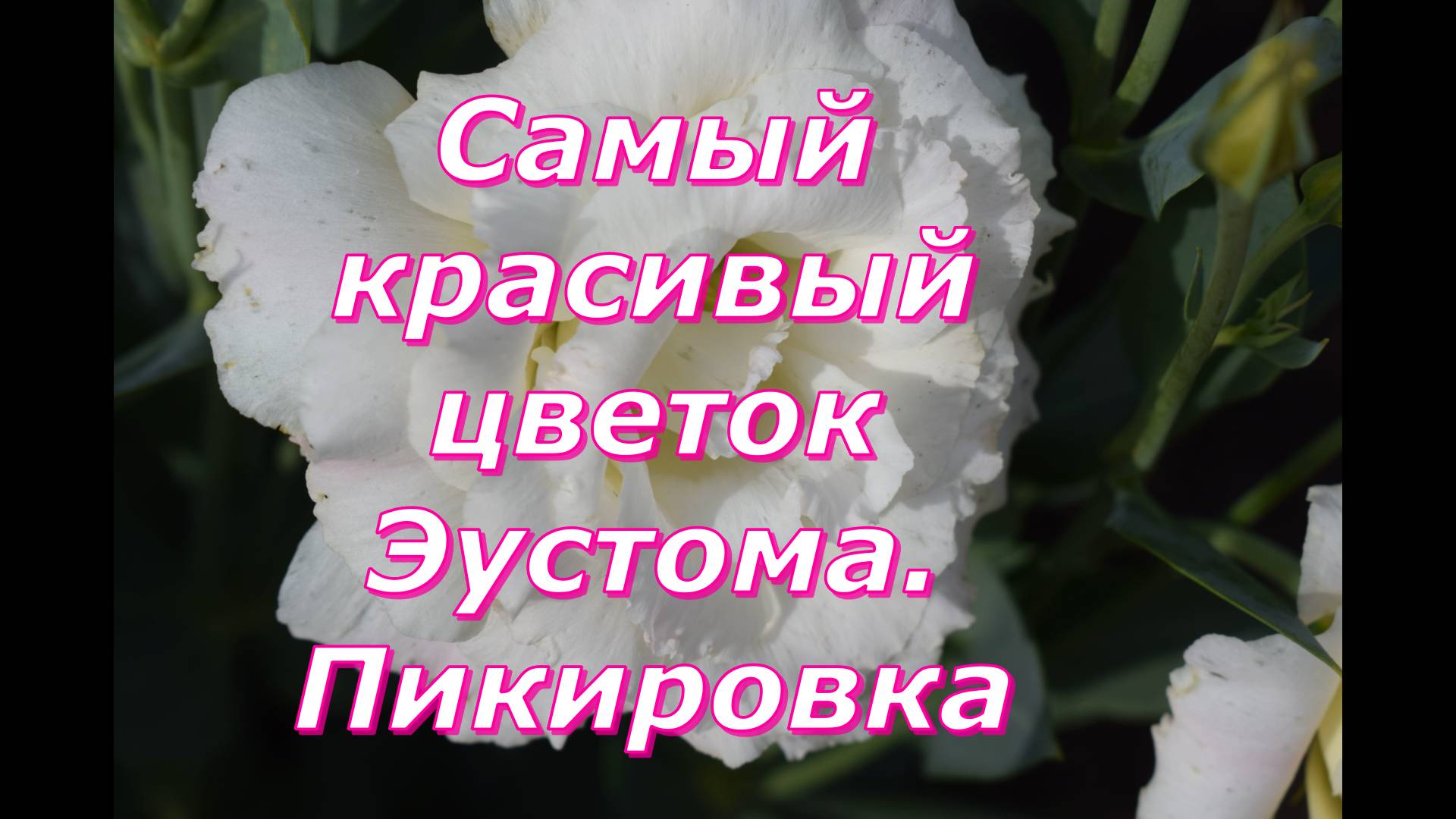 Эустома. Пикировка(перевалка). Самые важные условия выращивания рассады цветка. #цветы #эустома