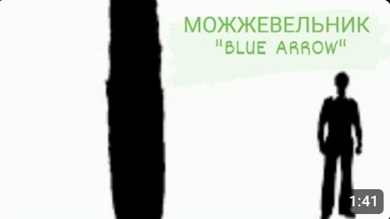 Можжевельник Блю Эрроу "Blue Arrow"