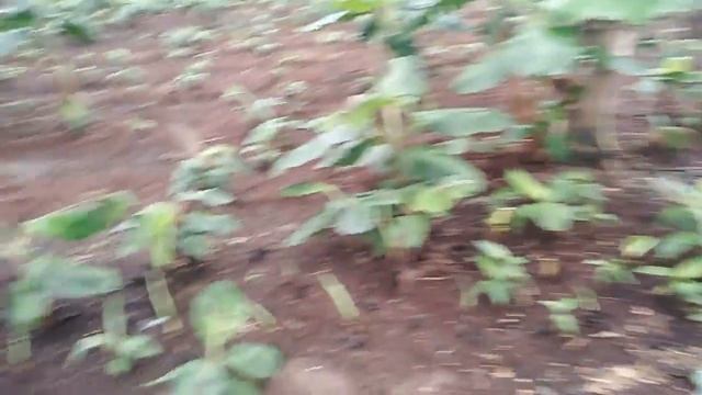 Open Field Method Vs Shaded Plantain/Banana Seedlings During Multiplication