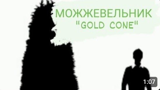 Можжевельник Голд Кон "Gold Cone"