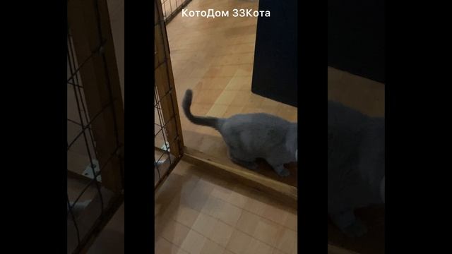 Маркиз, знакомимся! Котик в «почтенном» возрасте, мудрый, безмятежный, супер-мурчащий.