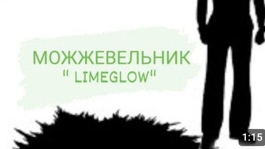 Можжевельник горизонтальный Лайм Глоу "Limeglow"