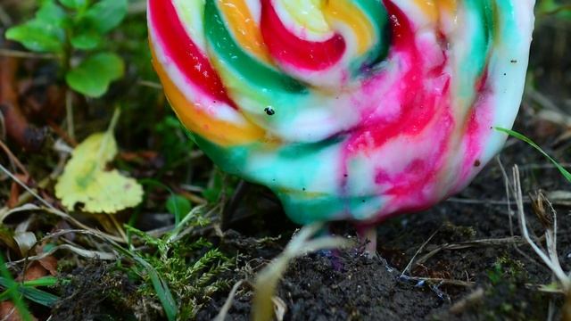 Ants|snail vs Lollipop Timelapse | 2021 |