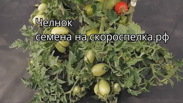 "Челнок" старый сорт томата всегда с урожаем. Идеальный томат для консервирования! Семена у нас.