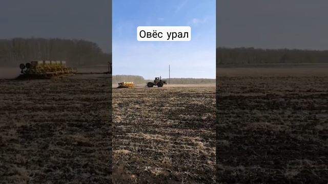 ранний посев овса 2022