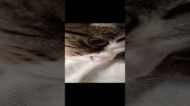 котята, валяемся 🫠