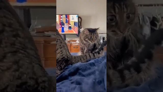 смешные видео / кот в шоке