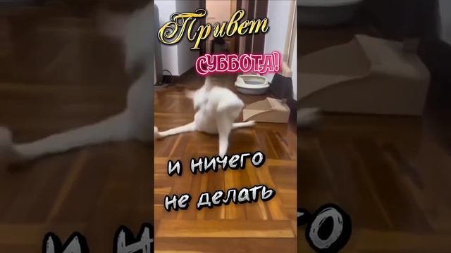 Хорошего дня. Суббота