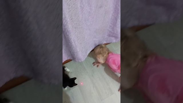 Просто весёлое видео🤣😁👍#котики#кошки#дети#веселье#рутюб