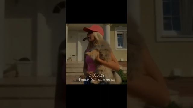 Собаки (Тедди) „Леди Дианы” больше нет😭