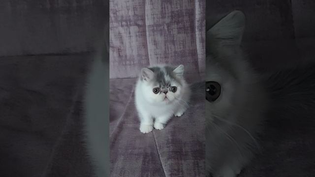 Экзотический котёнок котик😻