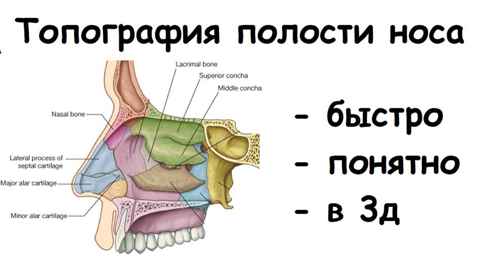 АНАТОМИЯ ПОЛОСТИ НОСА ТОПОГРАФИЯ