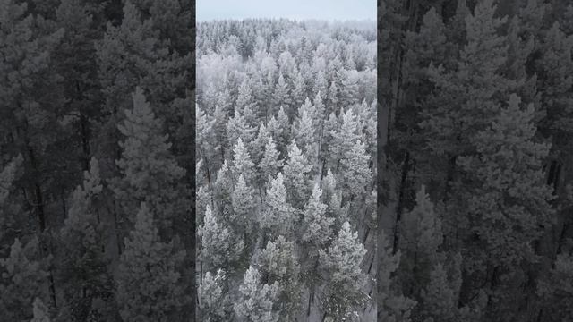Зимняя красота