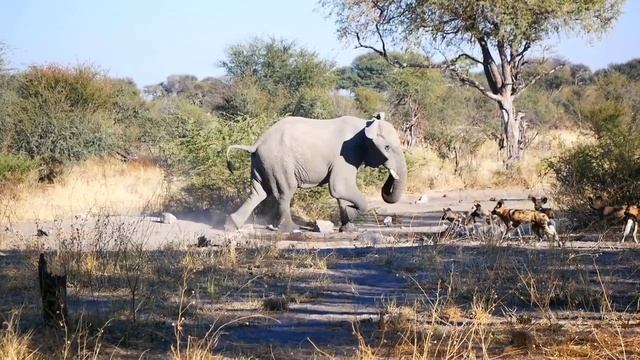 African bush elephant vs jaguar // Jaguar vs Elephant (Who will win). 🤔😎