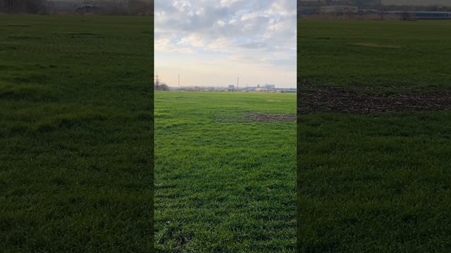 Кубань 11 января 2025 год +15 градусов за бортом #краснодар #кубань #попугай #север
