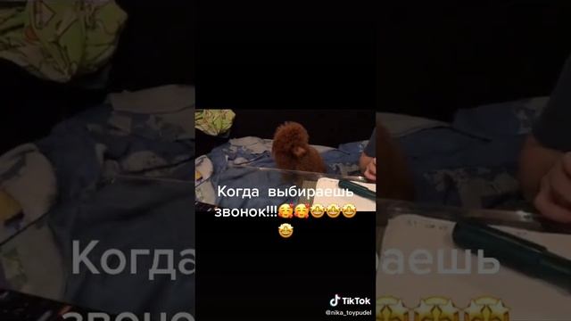 Никуша обожает петь, пока вы звоните нам в дверь🤣