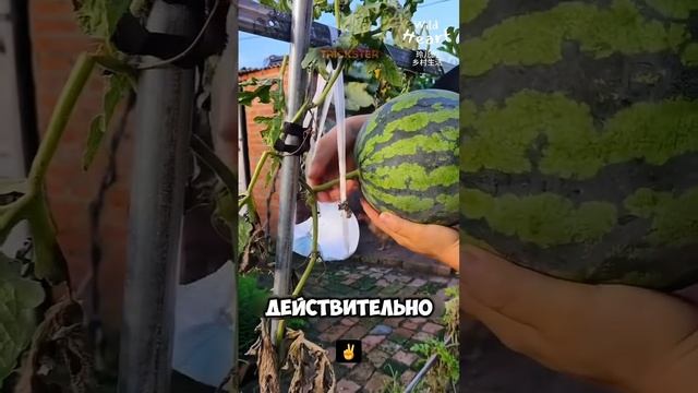 ТУХЛЕНО ЗЕМЕДЕЛИЕ