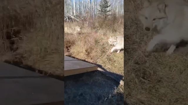 #Волки #Кормим волков #Приручение волков Волки #Shorts КАНАЛЕ   https://t.me/+R2KBxVuXJGczIDbh