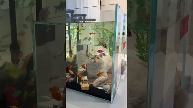 Аквариумы и котики