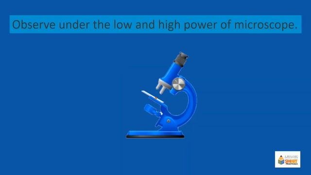 9 Biology Practical # 1.1