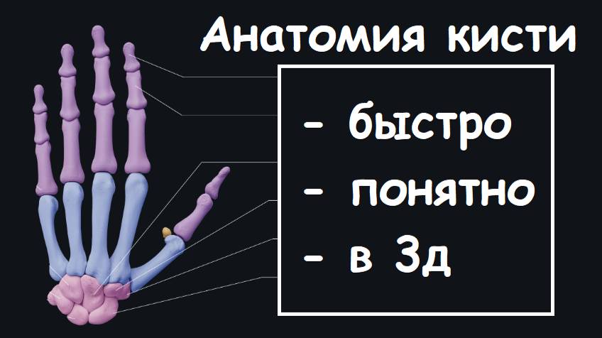 АНАТОМИЯ КИСТИ ОСТЕОЛОГИЯ