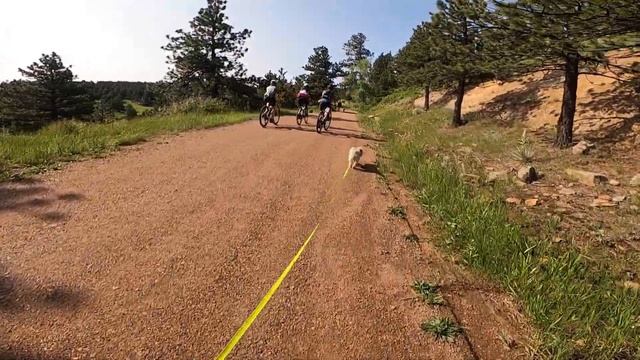 4of17 Dusty 6/14 at South Brook Loop North Trail, Boulder.