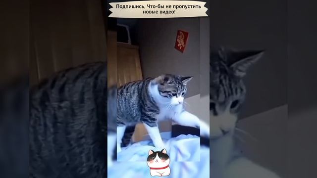 Коты разбойники