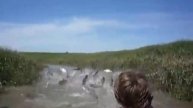 Прыгающая рыба