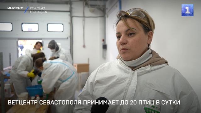 Ветцентр Севастополя принимает до 20 птиц в сутки