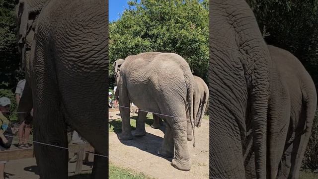 Сочинские слоны 🐘🐘🐘