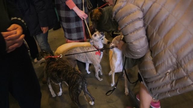 ШОУ СОБАК В ВИЛЬНЮСЕ ЛИТВА
DOG SHOW VILNIUS