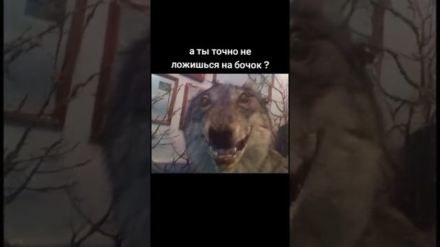 не за что не лажись на бочок