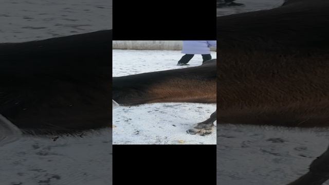 VID_20250105_135801.mp4