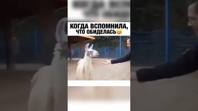 Слишком жизненно 😂