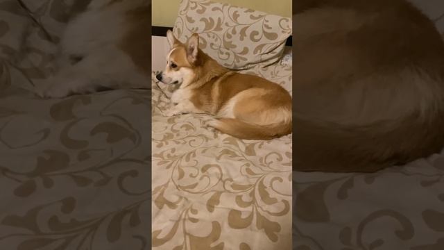 Проверьте этот звук на своих собачках #собака #corgi #животные #корги