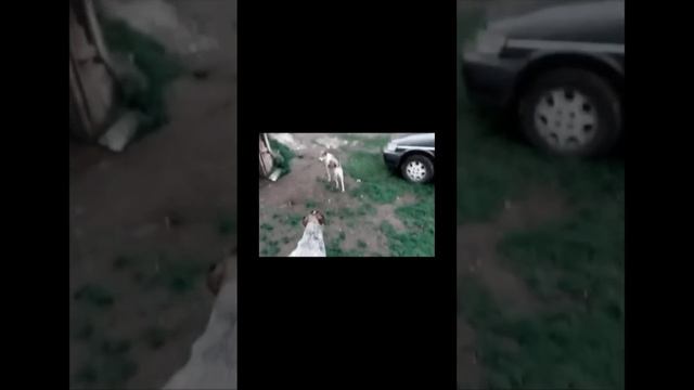 Твоя любовь