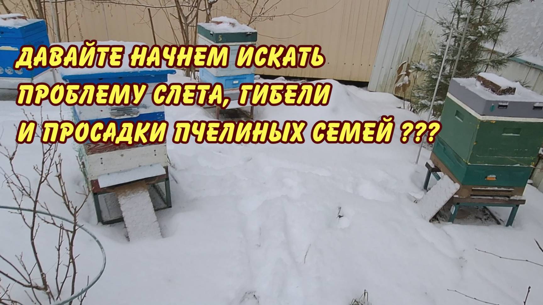 Почему гибнут пчелы? пчеловоды Давайте начнем искать проблему слета гибели и просадки пчелиных семей