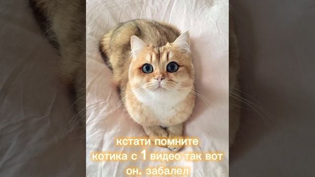 😉мисти😉