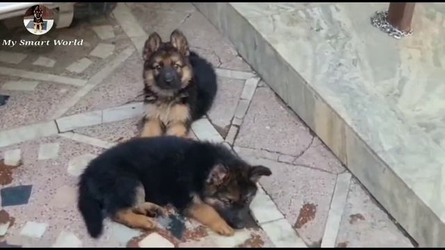 गर्मियों की वजह से ले जाओ ₹.5000 मे सिर्फ | Double coat german shepherd puppies for sale | gsd