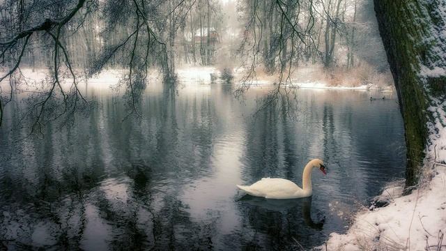 Лебедь белая (стихи Елена Попова)