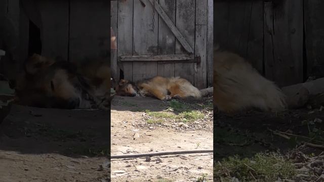 Букет спит в тенёчке