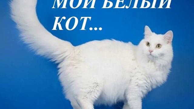 МОЙ БЕЛЫЙ КОТ
посвящается моему коту Барсику, ушедшему "за радугу"