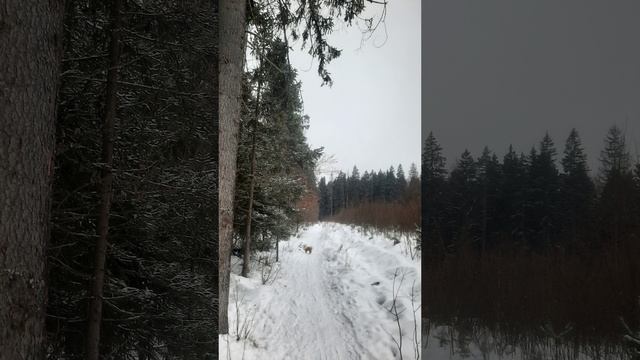 Субботняя прогулка по лесу🏞🥰Таисия, мама, папа и Леди в эфире❤️