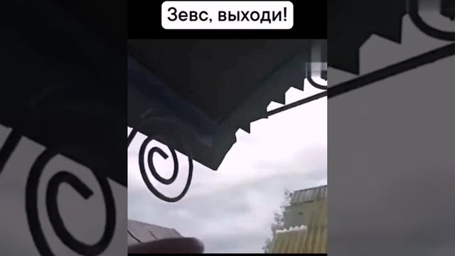 зевс