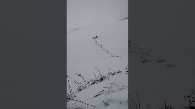 Моржевание, более подробно в длином видео11. 01.25