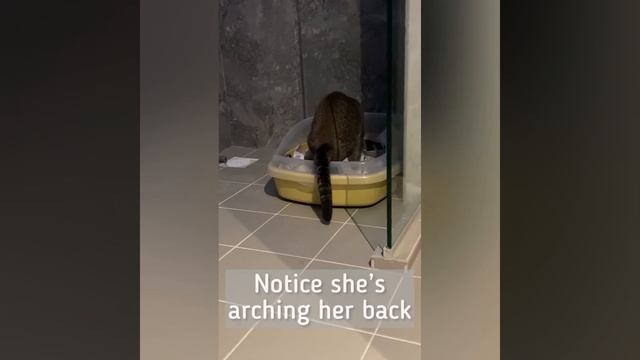Cat constipation - How to tell if a cat is constipated