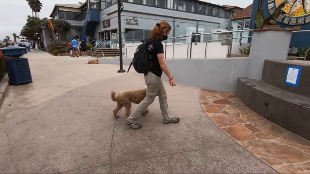 GOLDEN DOODLE / DOG TRAINING