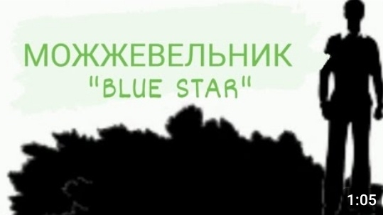 Можжевельник чешуйчатый Блю Стар"Blue Star".Juniper scaly Blue Star