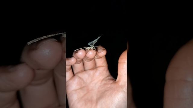Не привыкайте ,никогда, к любви... автор: Э.Асадов читает: Евгения Назаркина