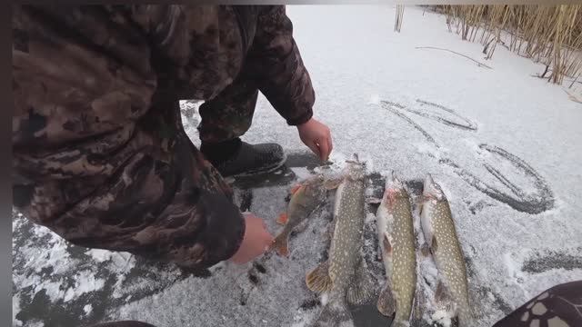 ЗИМНЯЯ РЫБАЛКА С ДРУЗЬЯМИ НА ЩУЧЬЕМ ПРУДУ! ЩУКА, ОКУНЬ НА ЖЕРЛИЦЫ И БАЛАНСИР. Астраханская рыбалка.